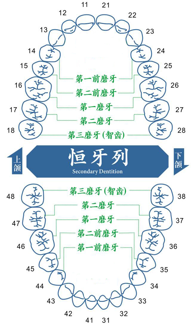 什么是磨牙