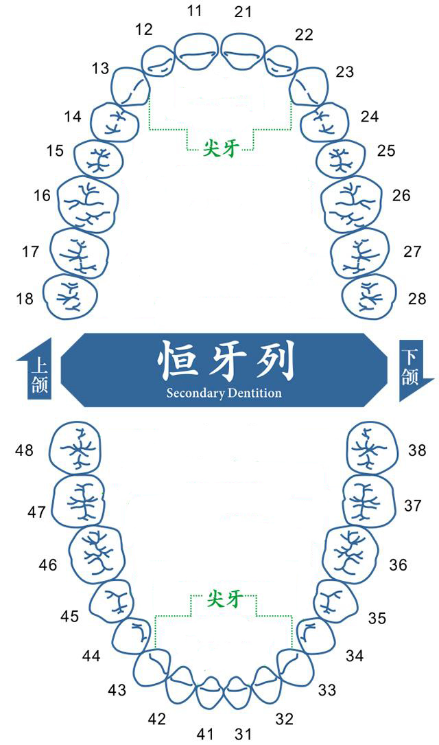 什么是尖牙