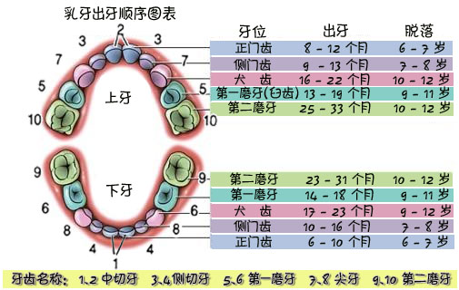 什么是乳牙