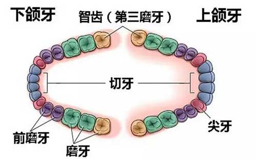 什么是恒牙