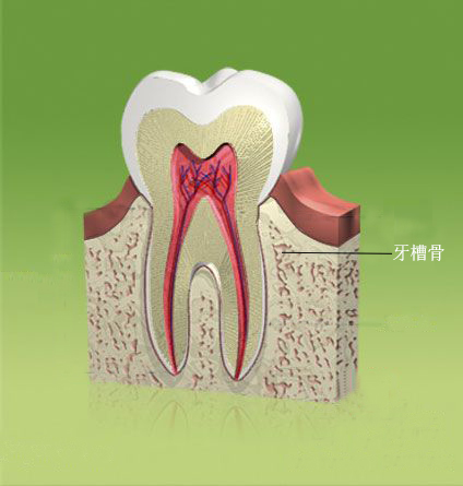 什么是牙槽骨