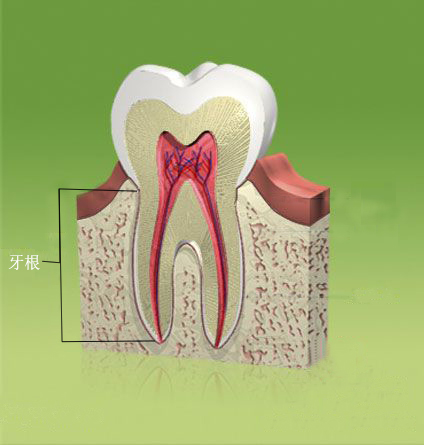 什么是牙根