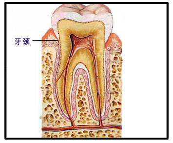 什么是牙颈